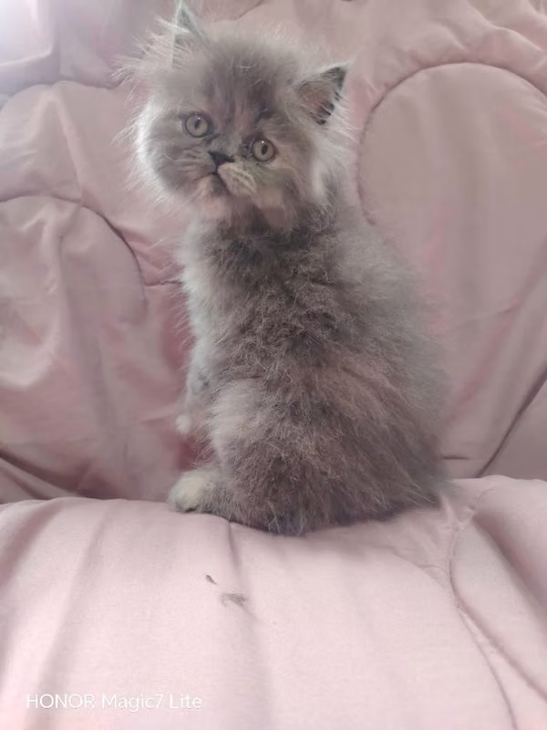 Gatitas persa