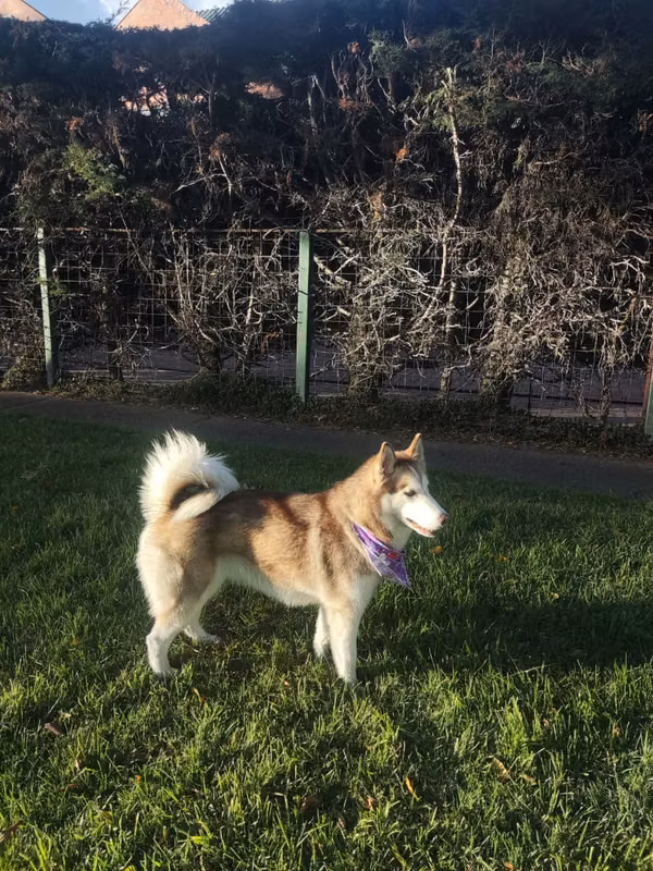 Blue - Husky Siberiana hembra de 3 años busca un nuevo hogar.