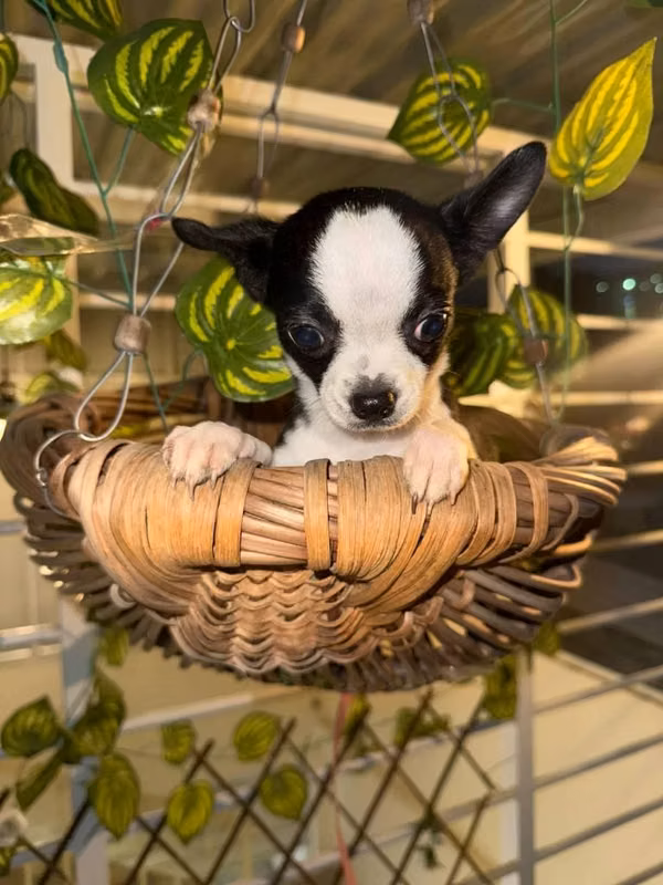 Hermoso cachorro pincher miniatura