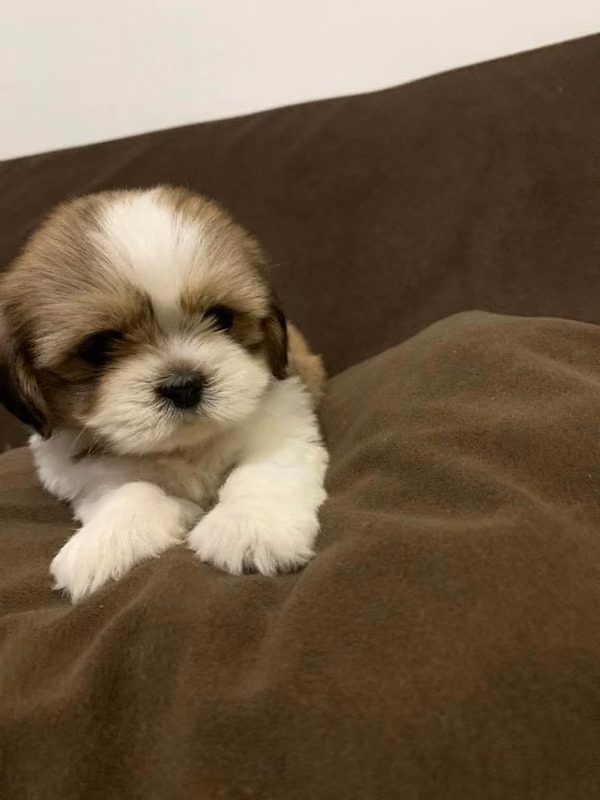 Hermoso cachorro Shih Tzu