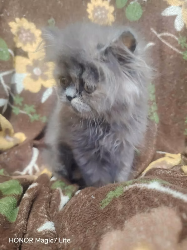Gata persa hermosas
