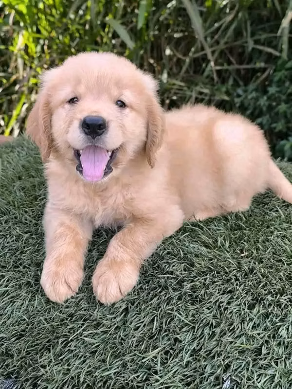 HERMOSO CACHORRITO GOLDEN RETRIVER DE  55 DIAS