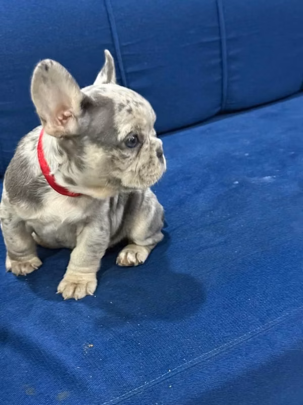HERMOSO CACHORRITO BULLDOG FRANCÉS MERLE DE 50 DIAS
