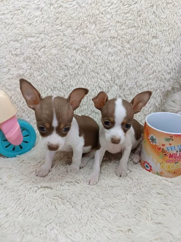 HERMOSAS CACHORRITAS PINCHER VAQUITA DE 60 DÍAS