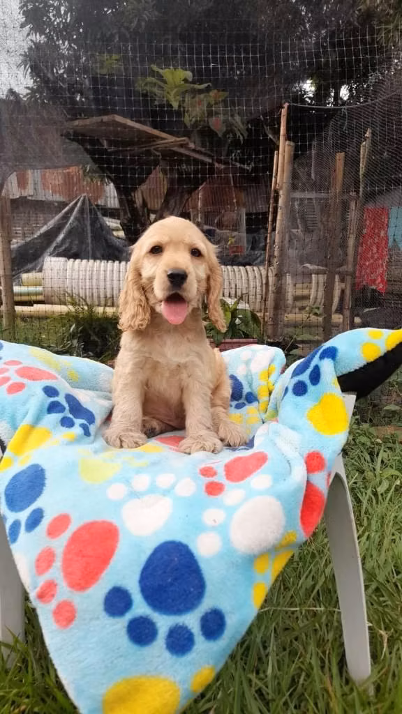 HERMOSA CACHORRITA COCKER SPANIEL DE 60 DÍAS