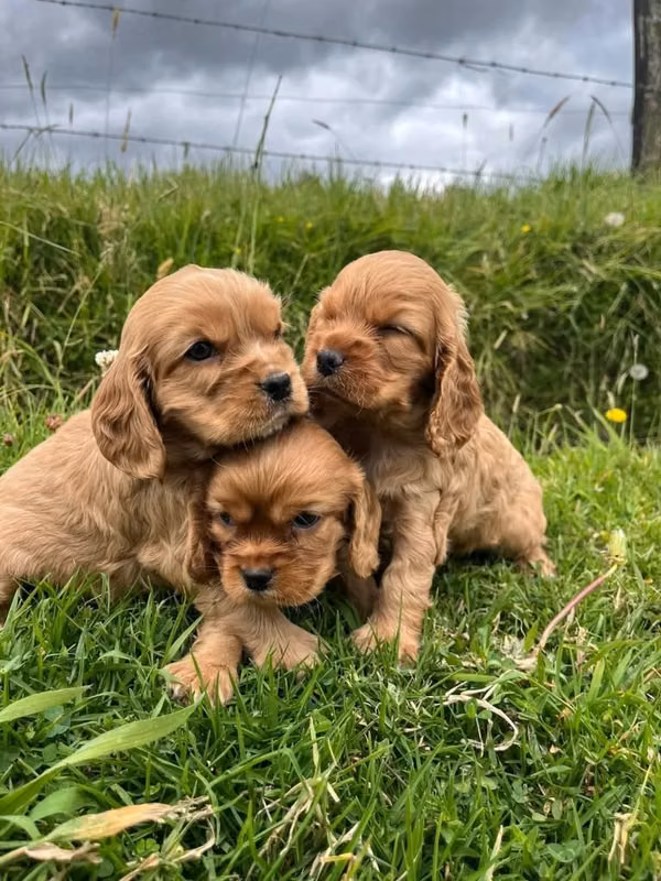 HERMOSAS CACHORRITAS COCKER SPANIEL DE 50 días
