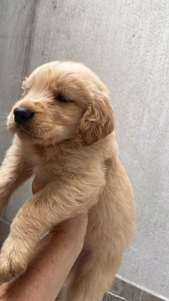 HERMOSO CACHORRITO GOLDEN RETRIVER DE 50 DIAS