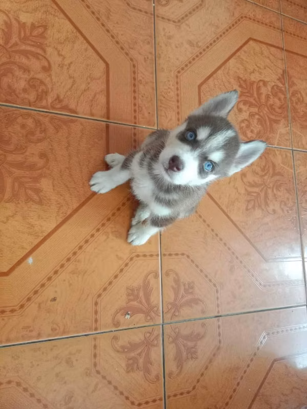 HERMOSO CACHORRITO LOBO SIBERIANO MANTO ROJO OJOS AZULES DE 50 DIAS
