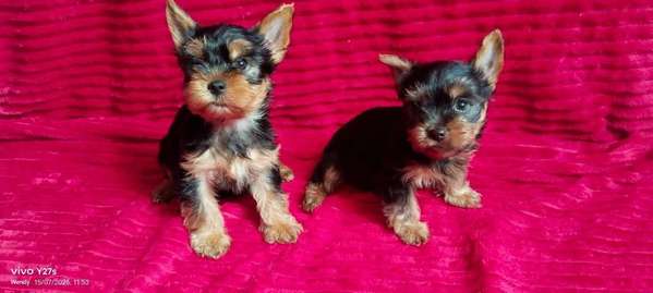 Cachorros