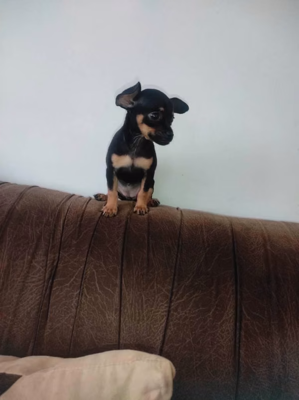 HERMOSA CACHORRITA PINCHER TRADICIONAL DE 55 DiAS