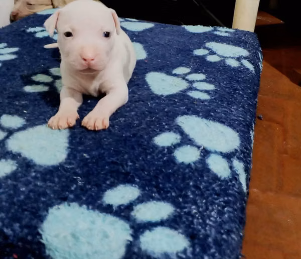 HERMOSO CACHORRITO PITBULL STANFORD DE 45 DIAS