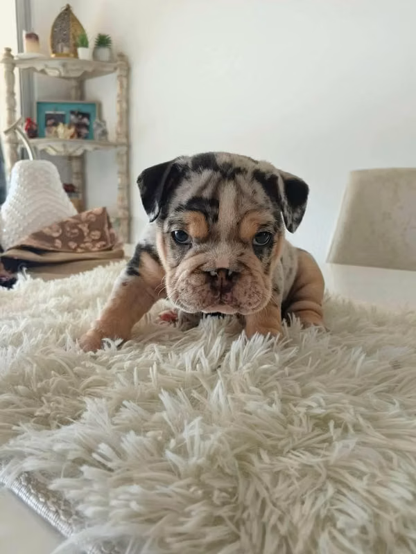 HERMOSA CACHORRITA BULLDOG INGLÉS MERLE DE 50 DIAS