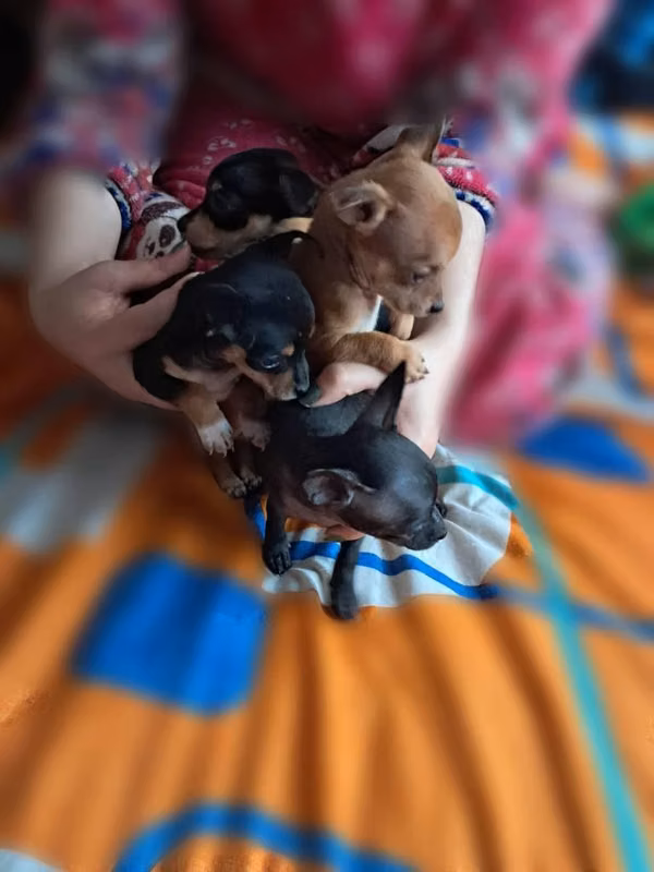 Hermosos Pincher mini
