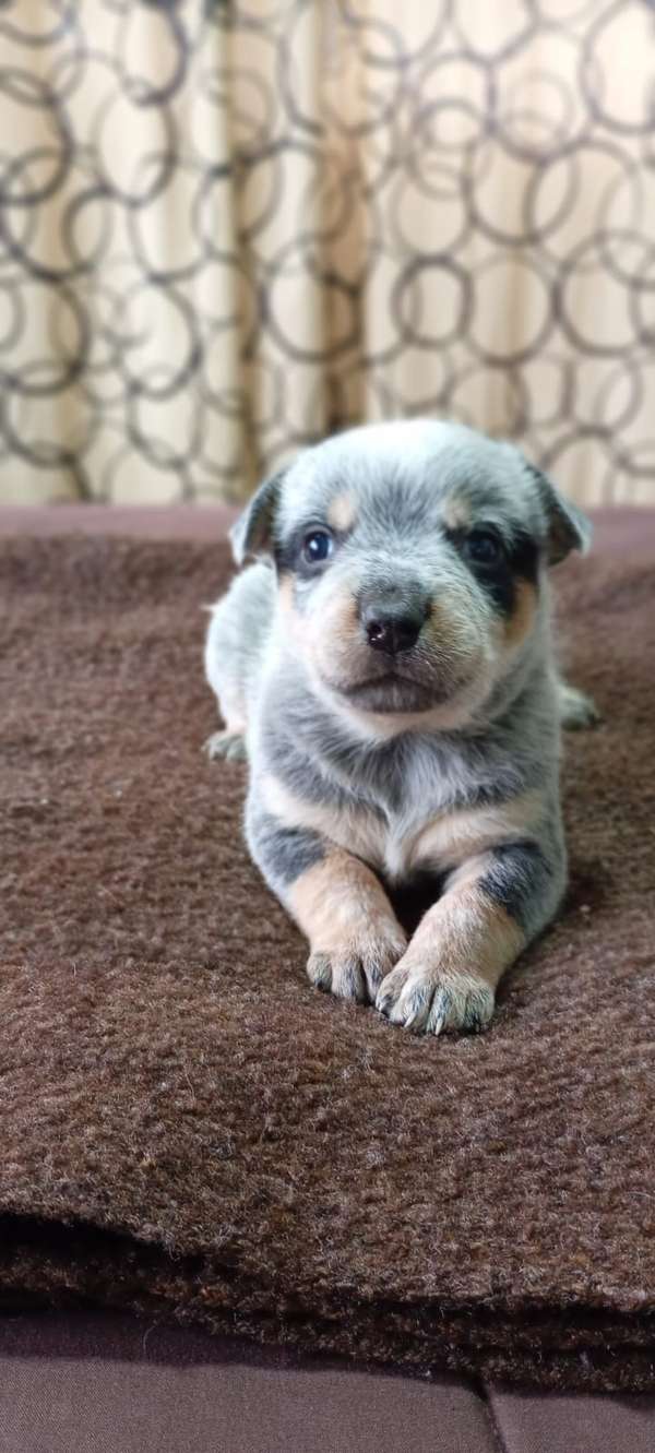 Venta de cachorros Pastor Ganadero Australiano