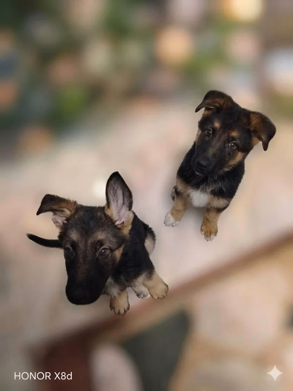 Cachorros Pastor Alemán