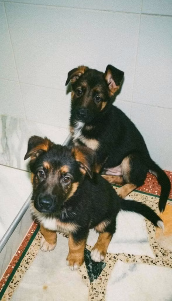 Cachorros Pastor Alemán