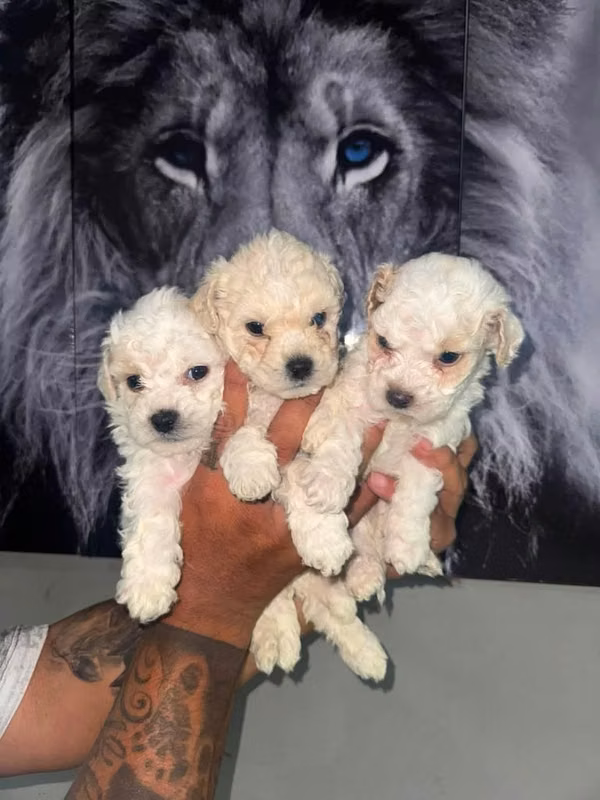 HERMOSAS CACHORRITAS FRECH POODLE DE 50 DIAS