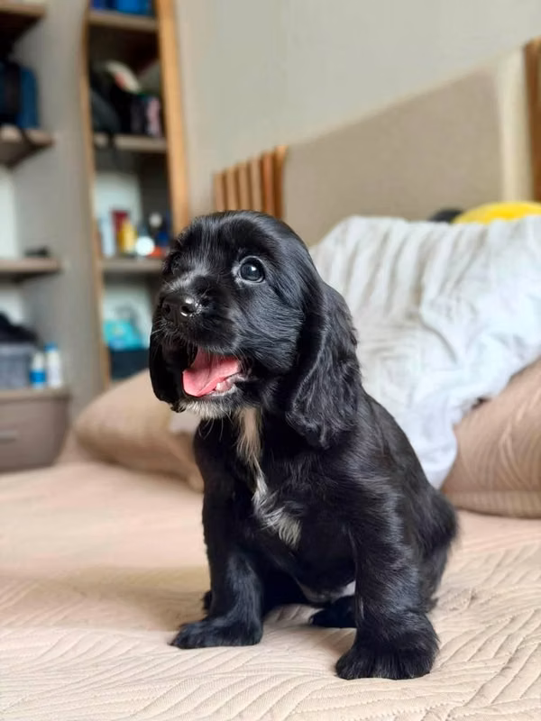 HERMOSA CACHORRITA COCKER SPANIEL DE 50 DIAS
