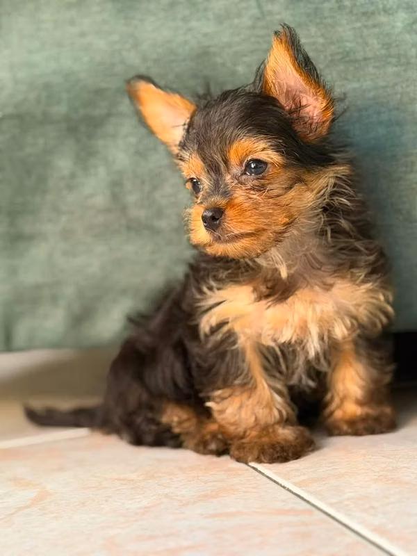 Hermosa cachorra Yorkshire Terrier Mini