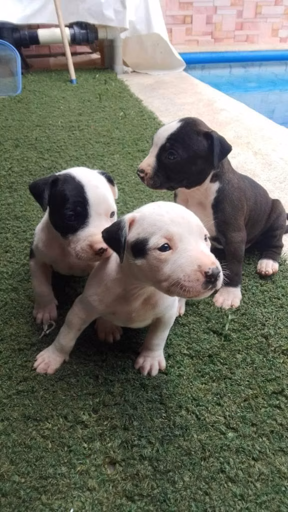 Hermosos cachorros Pitbull