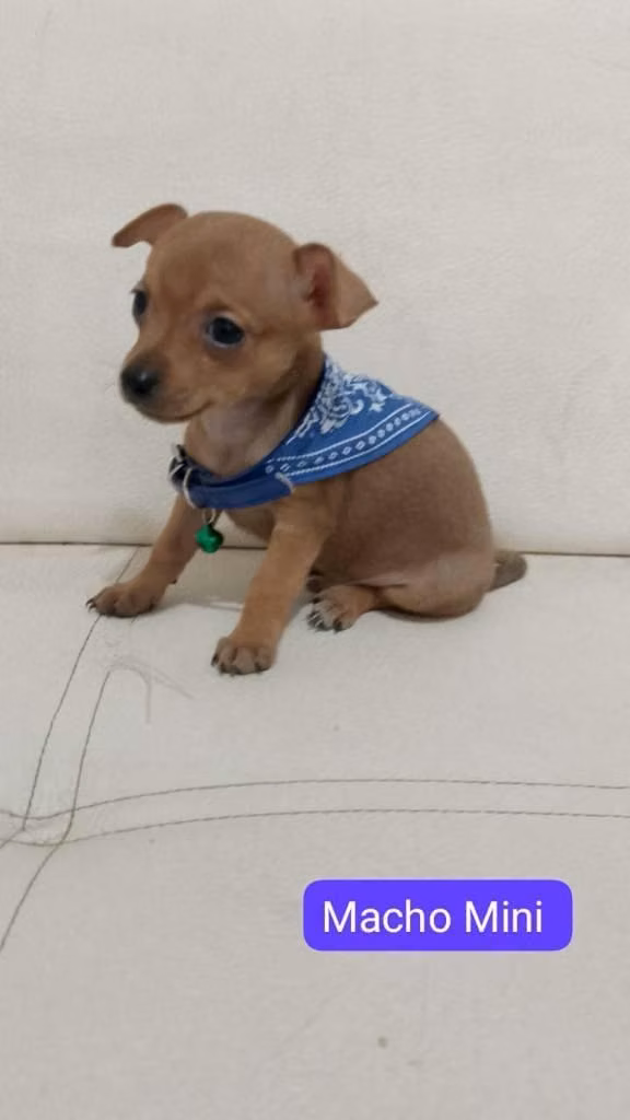 Hermoso cachorrito pinchér miniatura