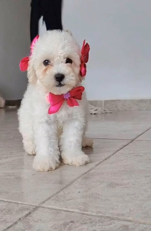 Hermosa cachorrita frespoodle mini Toy