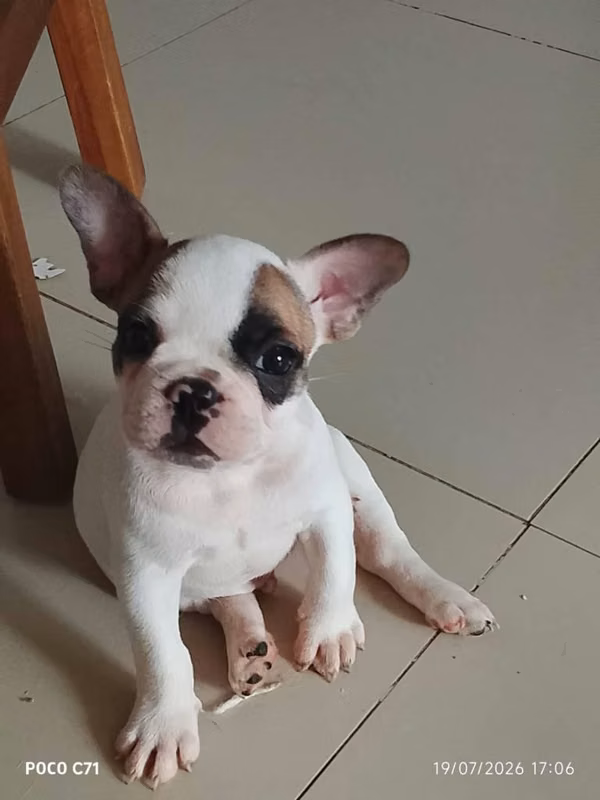 Hermosa cachorrita Bulldog francés