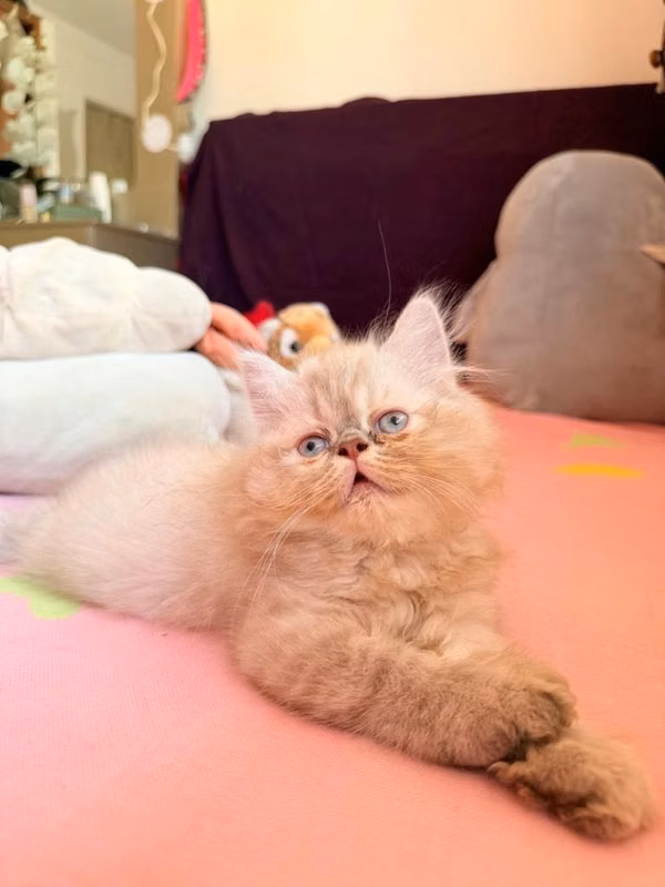 Gatos persas Himalayos