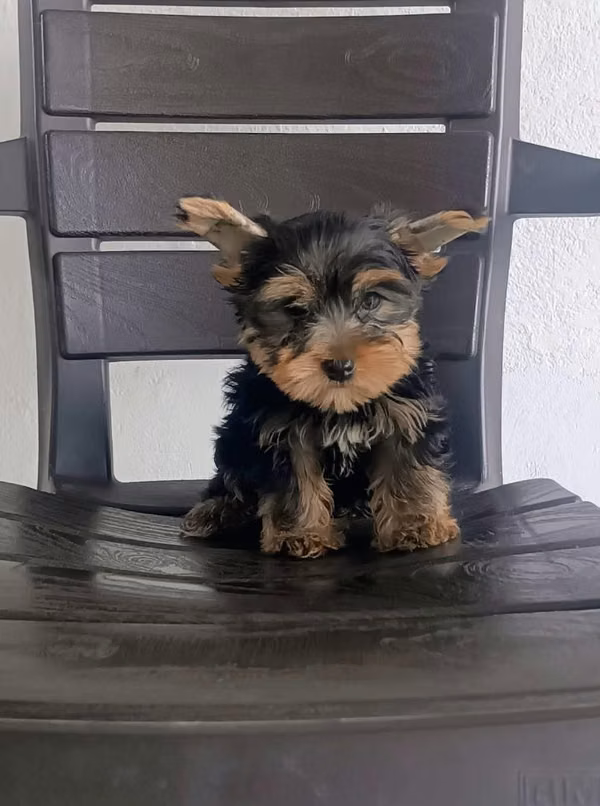 Hermoso cachorrito Yorkshire Terrier Mini