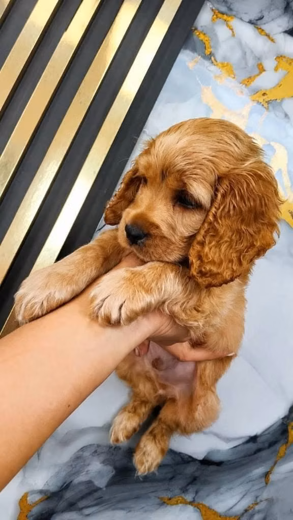 Precio cachorrito cocker Spaniel