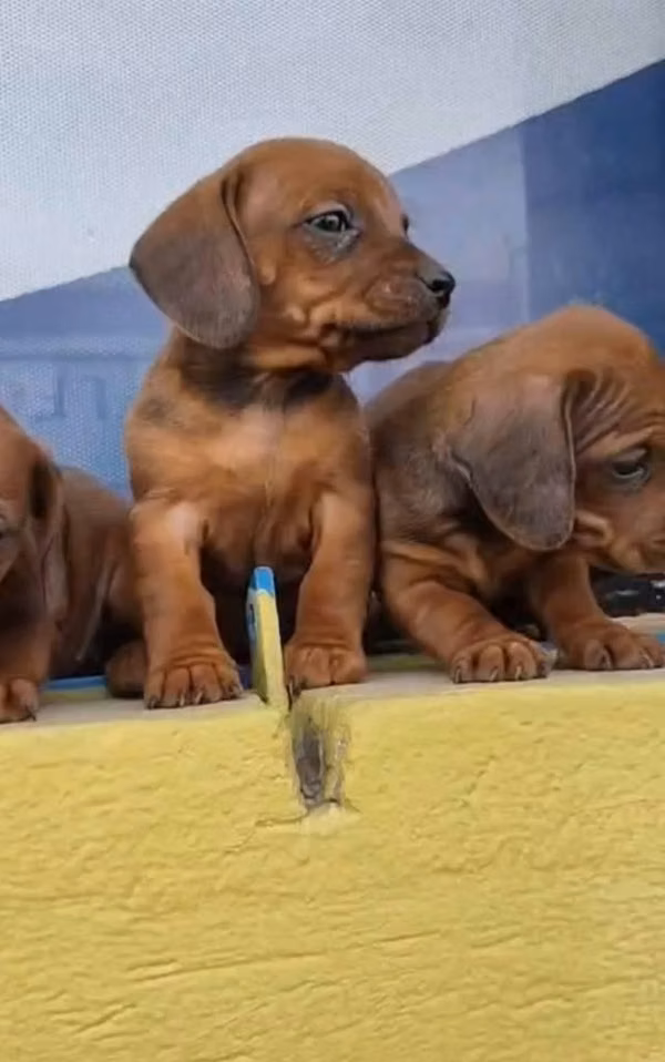 Hermosos cachorros teckel mini