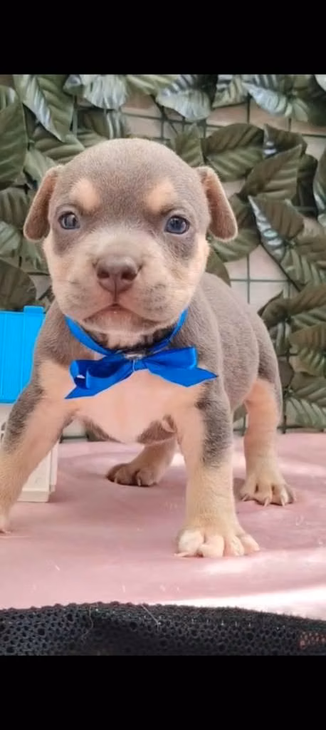 Hermoso cachorrito American bully póker tricolor