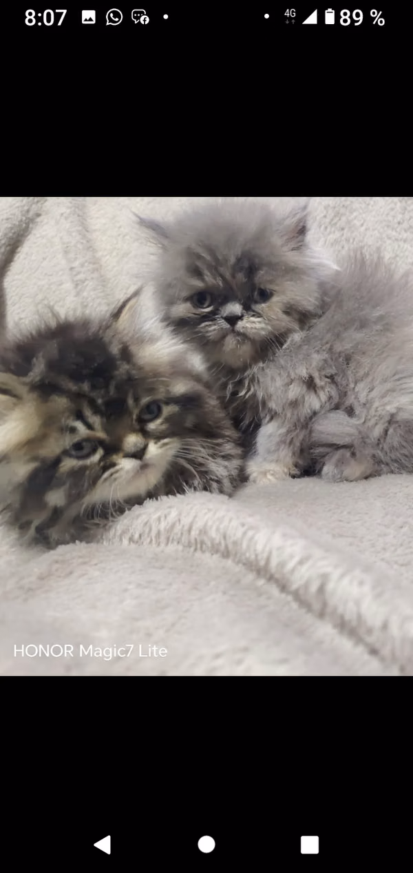 Hermosos gatitos persa