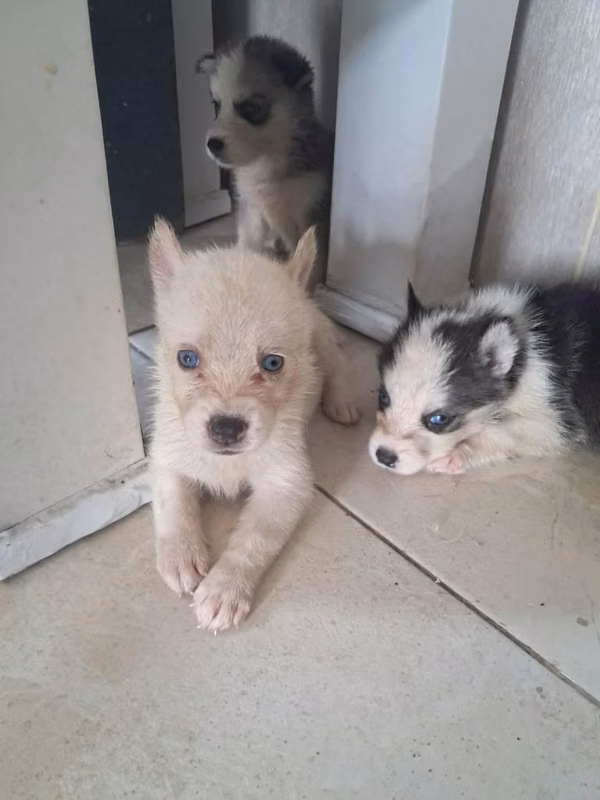 Lobos siberiano