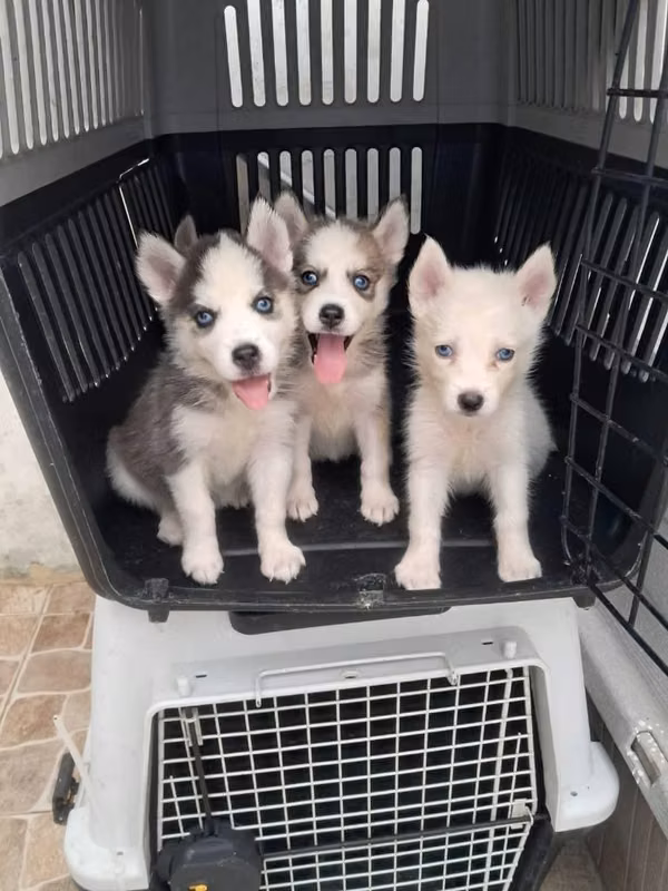Hermosos cachorritos husky siberiano