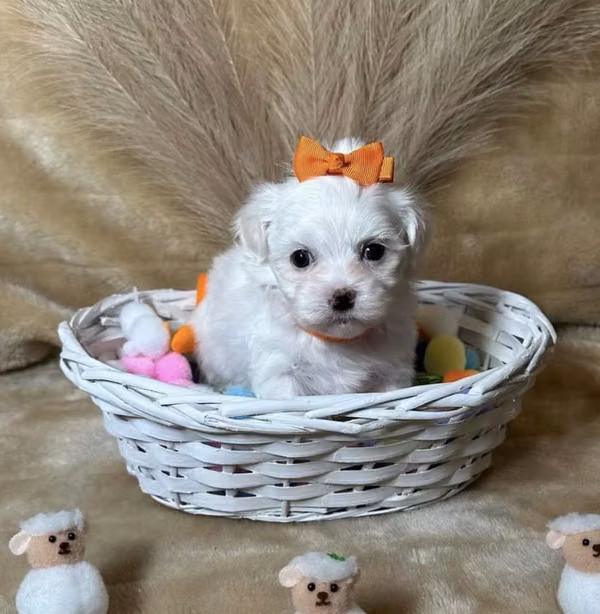 Cachorros de maltés en adopción