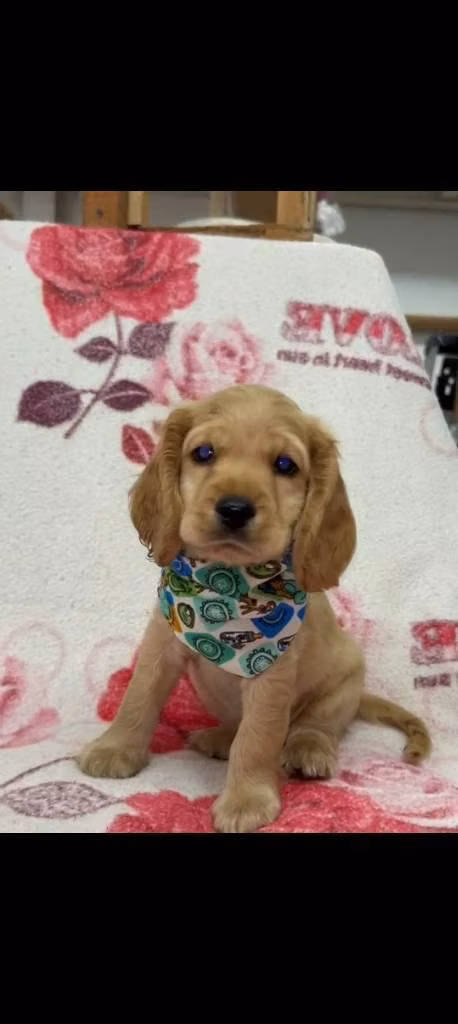 Hermoso cachorrito Cocker Spaniel