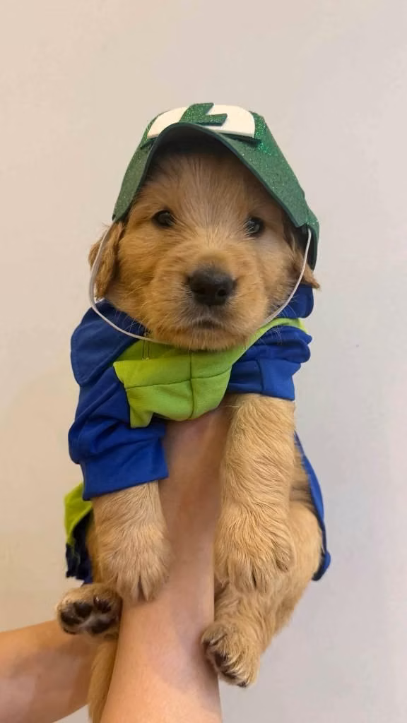HERMOSOS CACHORRITOS GOLDEN RETRIVER DE 50 DIAS