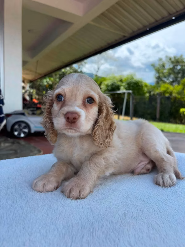 BEAUTIFUL CACHORTA COCKER SPANIEL OF 50 DAYS