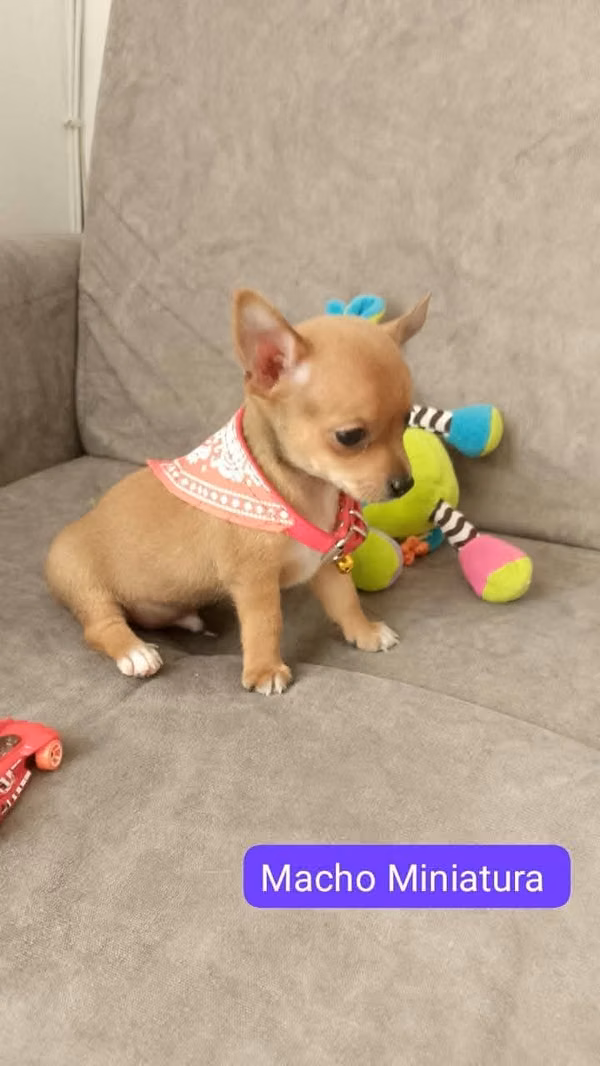 BEAUTIFUL CACHORITA CHIHUAHUA MINI 50 DAY