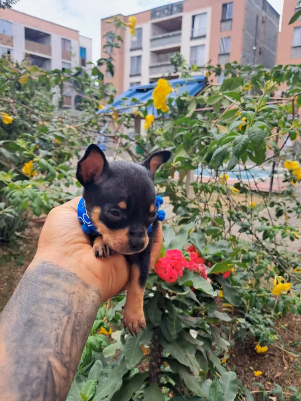 BEAUTIFUL CACHORTA TRADITIONAL BRUSH MINI OF 50 DAYS