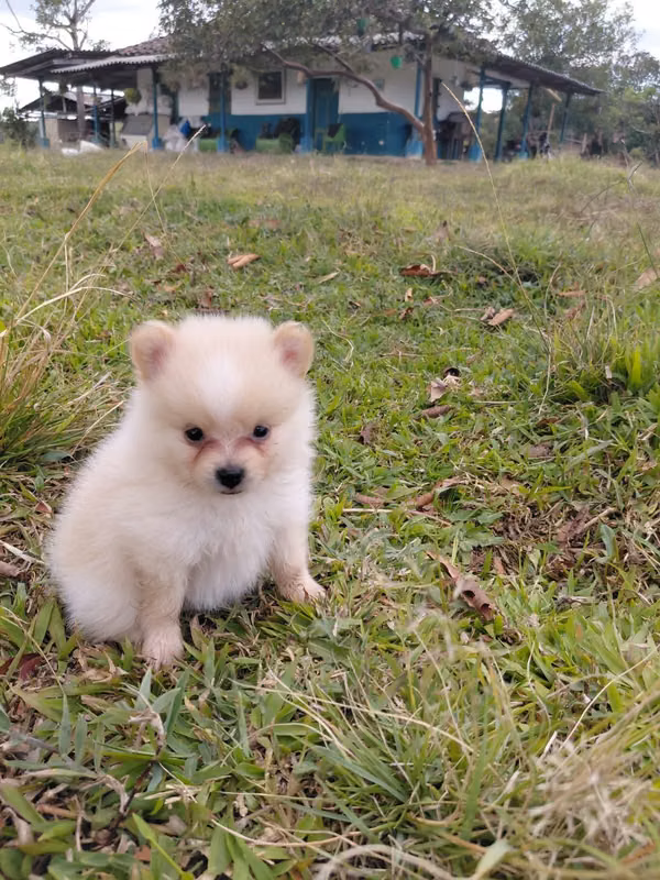 BEAUTIFUL PUPPY POMERANIA MINI 55 DAY