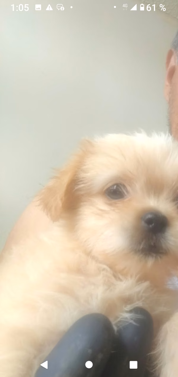 supermini cachorrita Shih tzu