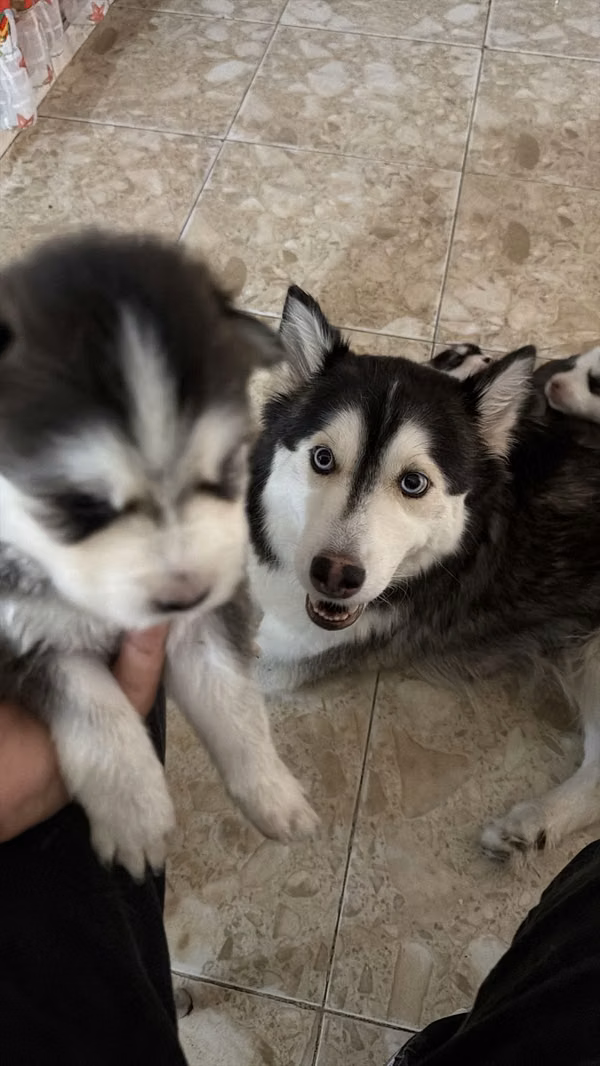 Cachorros de Husky siberiano a la venta 