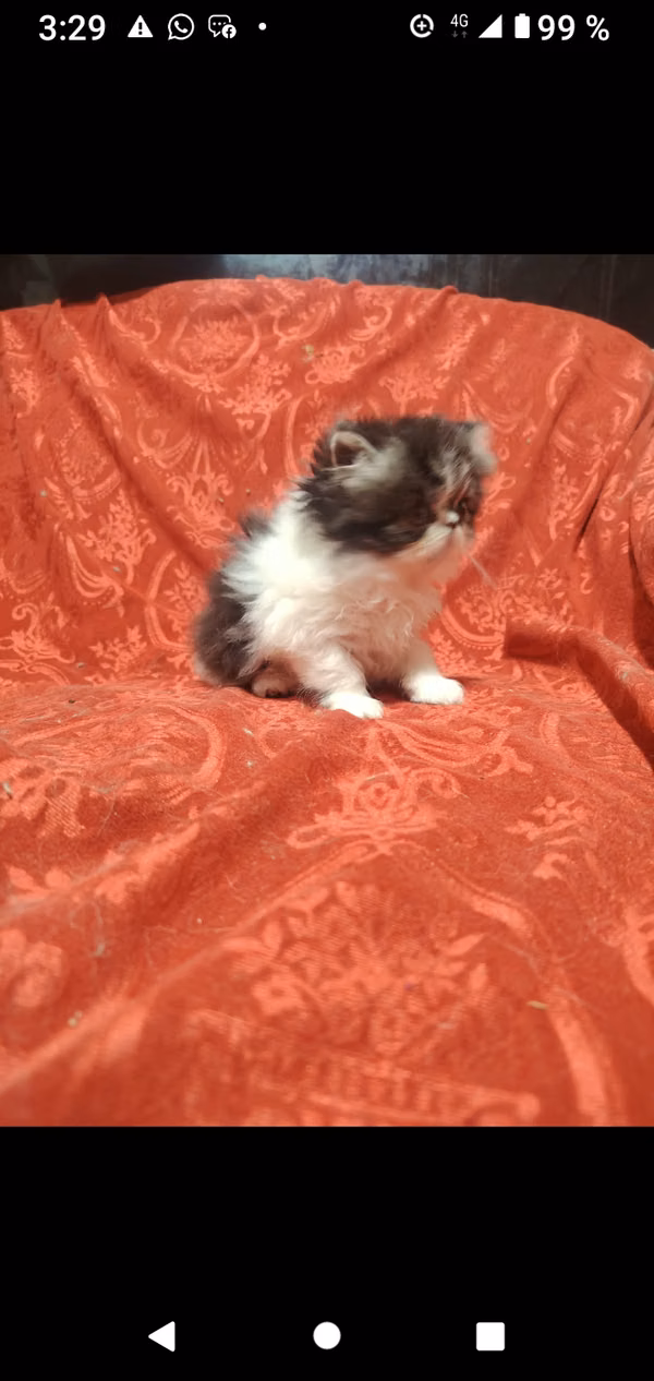 Super price Persian kitten