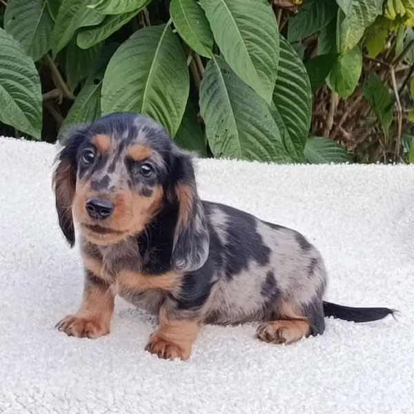 BEAUTIFUL CACHORITA TECKEL BLUE MERLE 55 DAYS