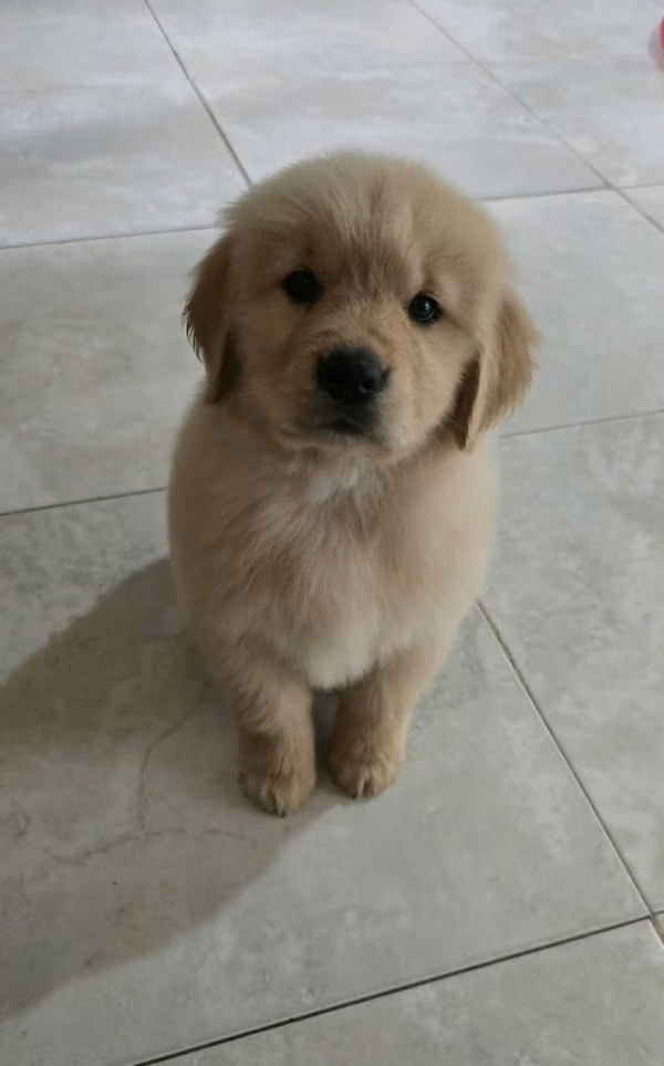 BEAUTIFUL PUPPY GOLDEN RETRIVER 50 DAYS