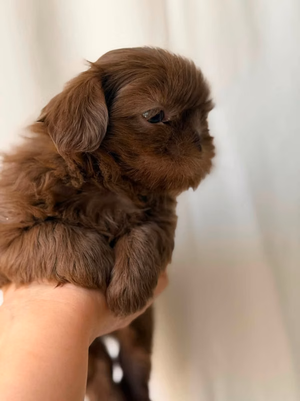HERMOSO CACHORRITO SHITZU MINI DE 50 DIAS 