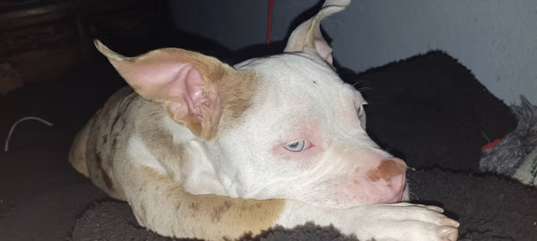 pitbull american bully 