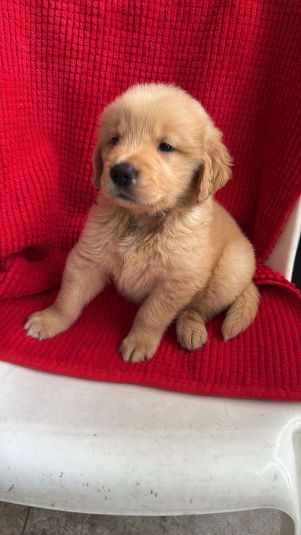 BEAUTIFUL PUPPY GOLDEN RETRIVER